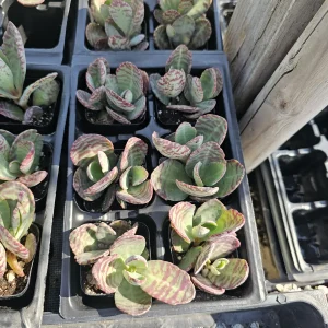 Variegated Kalanchoe Humilis Succulent Live Plant - 2 inch Pot - Image 4