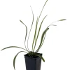 Variegated Lilyturf Liriope Live Plant - Groundcover Plant - 2.5" Pot - Image 1