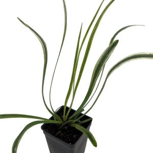 Variegated Lilyturf Liriope Live Plant - Groundcover Plant - 2.5