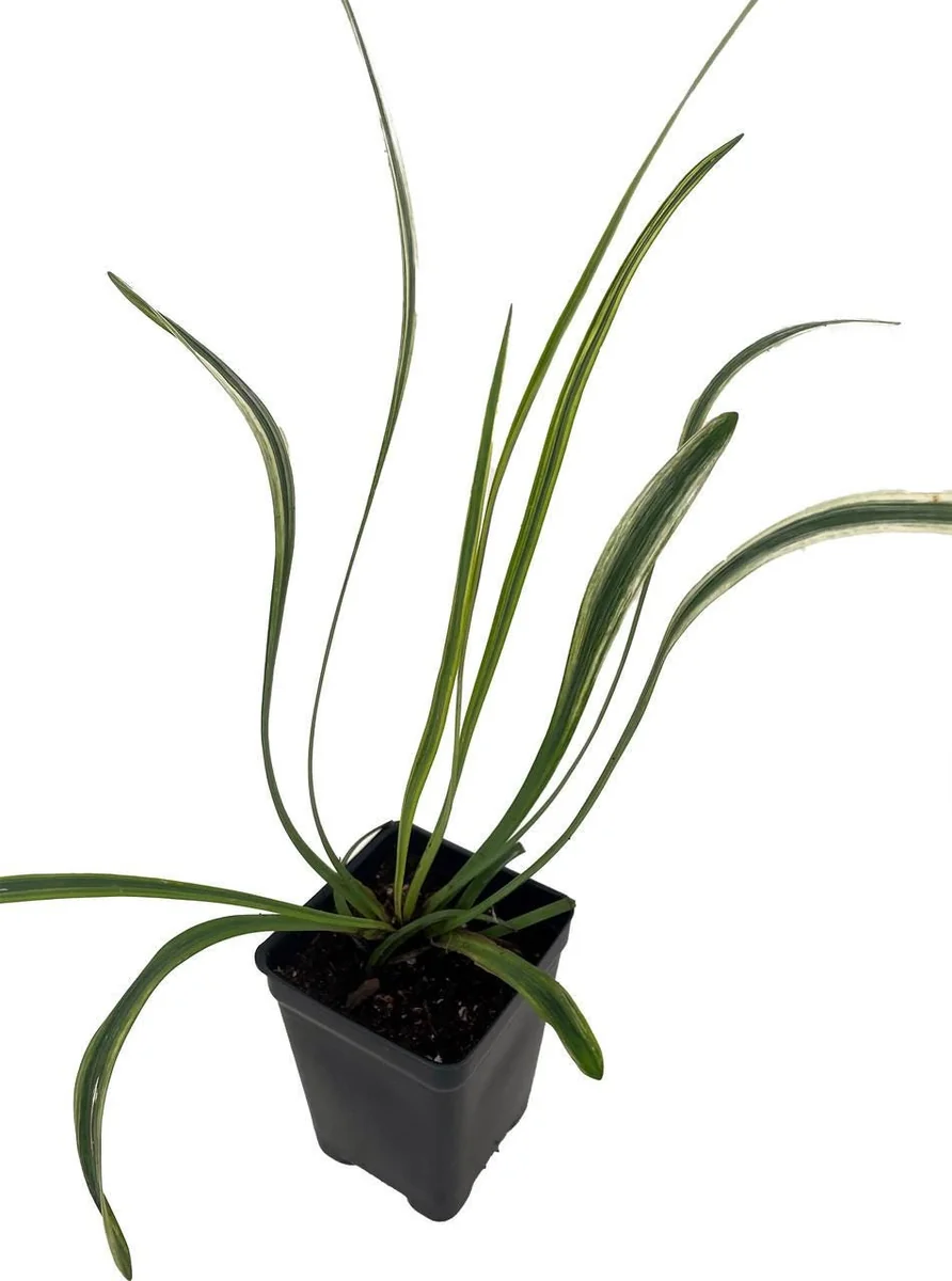 Variegated Lilyturf Liriope Live Plant - Groundcover Plant - 2.5" Pot - Image 2