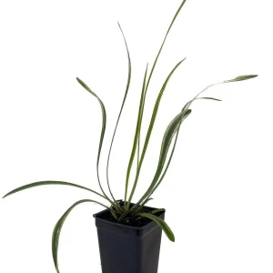 Variegated Lilyturf Liriope Live Plant - Groundcover Plant - 2.5