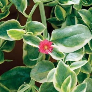 Variegated Mezoo Trailing Red Livingstone Daisy Live Plant - 4 inch Pot - Indoor/Outdoor - Image 2