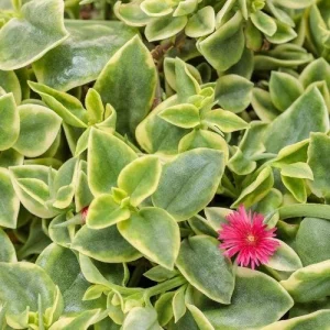 Variegated Mezoo Trailing Red Livingstone Daisy Live Plant - 4 inch Pot - Indoor/Outdoor - Image 1