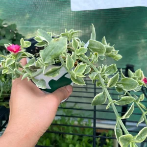 Variegated Mezoo Trailing Red Livingstone Daisy Live Plant - 4 inch Pot - Indoor/Outdoor - Image 6