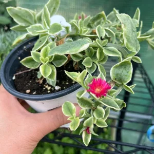 Variegated Mezoo Trailing Red Livingstone Daisy Live Plant - 4 inch Pot - Indoor/Outdoor - Image 7