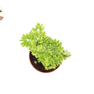 Variegated Ming Aralia Live Plant – 4 inch Pot – Indoor Houseplant - Image 2
