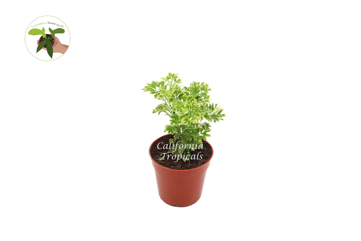 Variegated Ming Aralia Live Plant – 4 inch Pot – Indoor Houseplant - Image 1