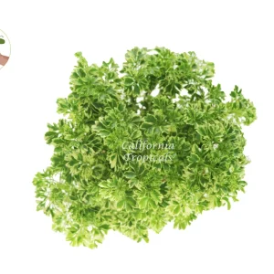 Variegated Ming Aralia Live Plant - 6 inch Potted Houseplant - Image 2