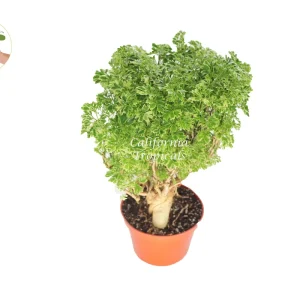 Variegated Ming Aralia Live Plant - 6 inch Potted Houseplant - Image 1
