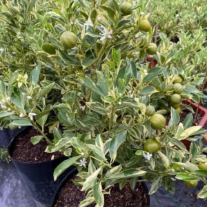 Variegated Minneola Kumquat Tree Live Plant 2-3ft Tall 3 Gallon Pot - Image 3
