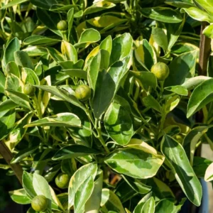 Variegated Minneola Kumquat Tree Live Plant 2-3ft Tall 3 Gallon Pot - Image 4