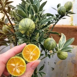 Variegated Minneola Kumquat Tree Live Plant 2-3ft Tall 3 Gallon Pot - Image 6