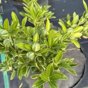 Variegated Minneola Kumquat Tree Live Plant 2-3ft Tall 3 Gallon Pot - Image 7