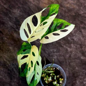 Variegated Monstera Adansonii Albo Live Plant - Half-Moon Swiss Cheese Vine, Rare Indoor Houseplant - Image 2