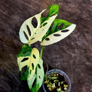 Variegated Monstera Adansonii Albo Live Plant - Half-Moon Swiss Cheese Vine, Rare Indoor Houseplant - Image 5