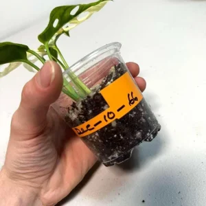 Variegated Monstera Adansonii Albo Live Plant - Half-Moon Leaf Swiss Cheese Plant - Potted Houseplant - Image 5