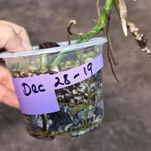 Variegated Monstera Adansonii Albo Live Plant - Half-Moon Swiss Cheese Vine, Rare Indoor Houseplant - Image 6