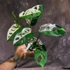 Variegated Monstera Adansonii Albo Live Plant - Half-Moon Leaf Swiss Cheese Plant - Rare Indoor Collector Plant - Image 1