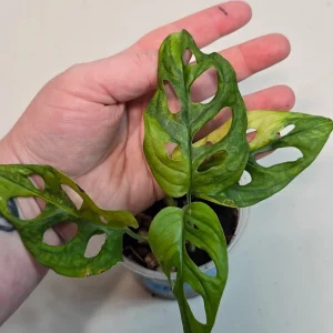 Variegated Monstera Adansonii Albo Live Plant - Rare Swiss Cheese Vine - Image 2