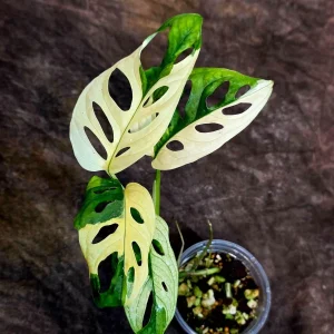 Variegated Monstera Adansonii Albo Live Plant – Rare Half-Moon Swiss Cheese Vine – Indoor Collector Plant - Image 2