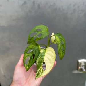 Variegated Monstera Adansonii Albo Live Plant - Rare Swiss Cheese Houseplant in Nursery Pot - Image 3