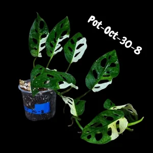 Variegated Monstera Adansonii Albo Live Plant - Rare Swiss Cheese Vine, Half-Moon Leaf Houseplant - Image 3