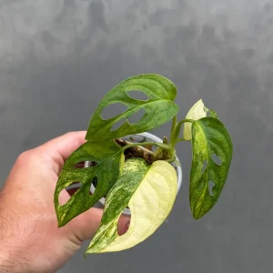 Variegated Monstera Adansonii Albo Live Plant - Rare Swiss Cheese Houseplant in Nursery Pot - Image 4