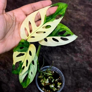 Variegated Monstera Adansonii Albo Live Plant – Rare Half-Moon Swiss Cheese Vine – Indoor Collector Plant - Image 4