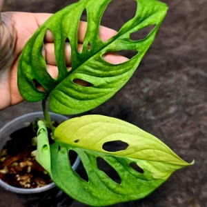 Variegated Monstera Adansonii Albo Live Plant - Rare Swiss Cheese Potted Houseplant - Image 4