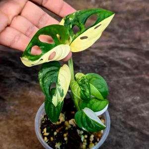Variegated Monstera Adansonii Albo Live Plant - Rare Half-Moon Swiss Cheese Vine Indoor - Image 4