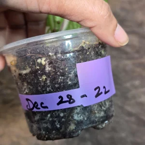 Variegated Monstera Adansonii Albo Live Plant - Rare Half-Moon Swiss Cheese Vine Indoor - Image 5