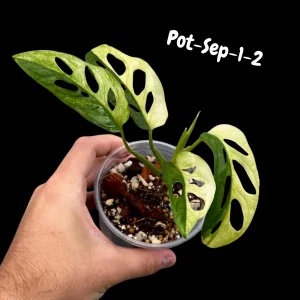 Variegated Monstera Adansonii Albo Live Plant - Rare Swiss Cheese Vine, Half-Moon Leaf Houseplant - Image 5