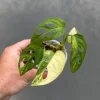 Variegated Monstera Adansonii Albo Live Plant - Rare Swiss Cheese Houseplant in Nursery Pot - Image 1