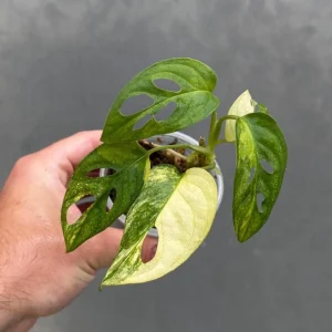 Variegated Monstera Adansonii Albo Live Plant - Rare Swiss Cheese Houseplant in Nursery Pot - Image 1