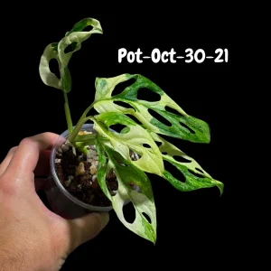 Variegated Monstera Adansonii Albo Live Plant - Rare Swiss Cheese Vine, Half-Moon Leaf Houseplant - Image 9