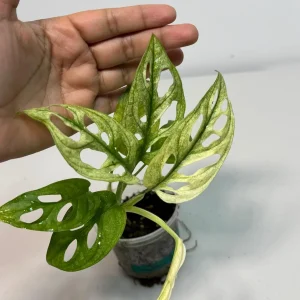 Variegated Monstera Adansonii Mint Live Plant - Rare Swiss Cheese Aroid - Image 2