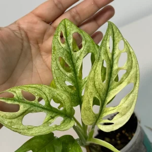 Variegated Monstera Adansonii Mint Live Plant - Rare Swiss Cheese Aroid - Image 4