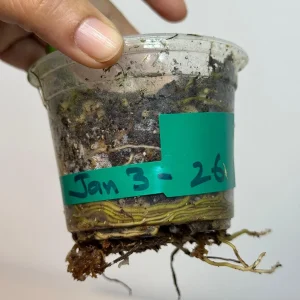 Variegated Monstera Adansonii Mint Live Plant - Rare Swiss Cheese Aroid - Image 5