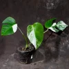 Variegated Monstera Albo Live Plant - Rare Indoor Houseplant - White & Green Leaves - Image 1