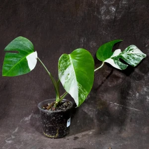 Variegated Monstera Albo Live Plant - Rare Indoor Houseplant - White & Green Leaves - Image 1