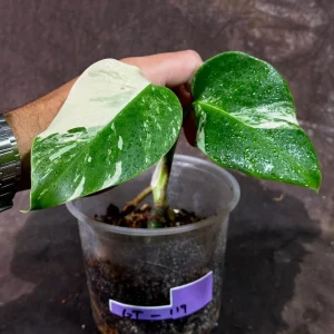 Variegated Monstera Albo Live Plant - Rare Indoor Houseplant with White Variegation - Image 1