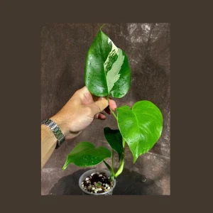 Variegated Monstera Albo Live Plant – Rare Indoor Houseplant – White Borsigiana - Image 1