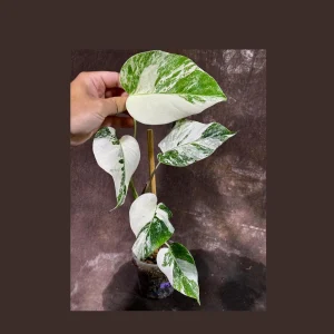 Variegated Monstera Albo Live Plant - Rare Indoor Houseplant with White & Green Leaves - Image 1