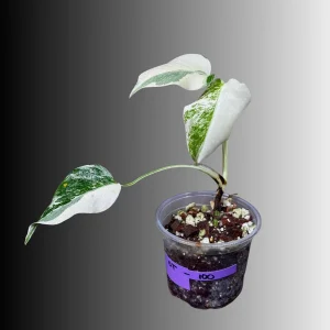 Variegated Monstera Albo Live Plant - Rare Indoor Houseplant - White Borsigiana - Image 1