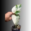 Variegated Monstera Albo Live Plant - Rare Indoor Houseplant - Image 1