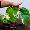 Variegated Monstera Albo Live Plant - Rare Indoor Houseplant - White Borsigiana - Image 1