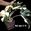 Variegated Monstera Albo Live Plant – Rare Indoor Houseplant – White & Green Foliage - Image 1