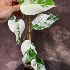 Variegated Monstera Albo Live Plant - Rare Indoor Houseplant with White & Green Leaves - Image 2