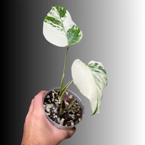 Variegated Monstera Albo Live Plant - Rare Indoor Houseplant - Image 2