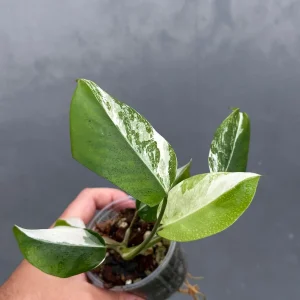 Variegated Monstera Albo Live Plant - Rare Indoor Houseplant - White Borsigiana - Image 2